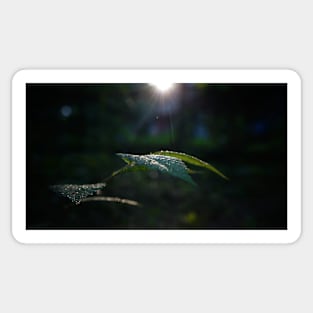 Wet Leaf Lens Flare Sticker